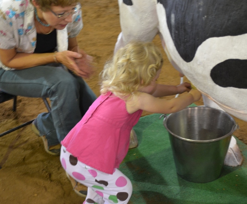 milking cow