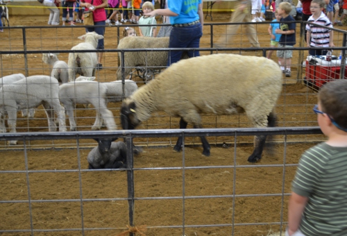 sheep farm freinds