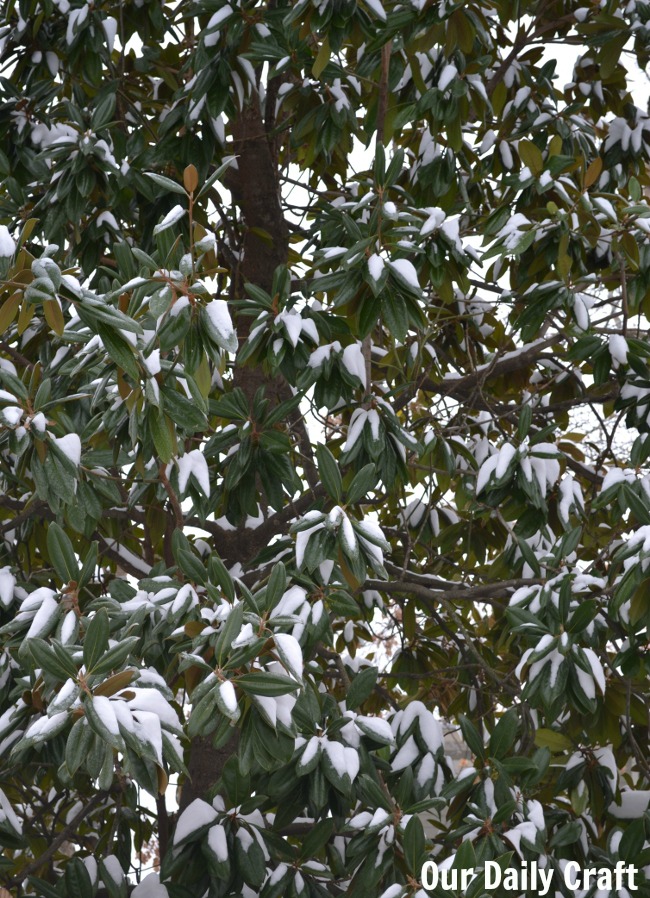 snow in magnolia