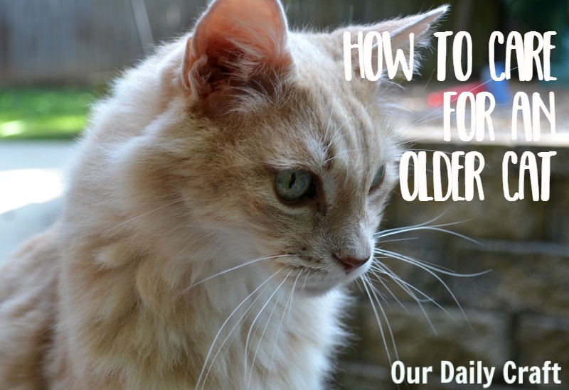 How to Take Care of an Older Cat