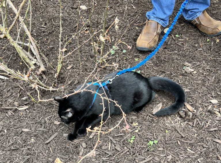 How to Introduce Cats to the Outdoors Our Daily Craft