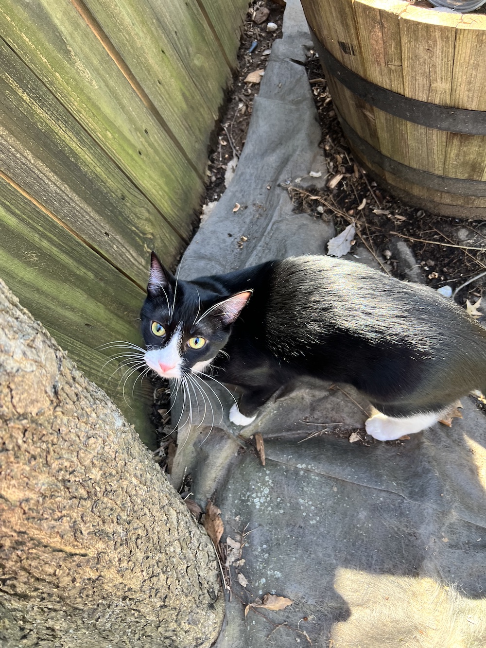 How to Introduce Cats to the Outdoors Our Daily Craft